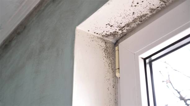 Best HVAC Mold Remediation in Zeeland, MI