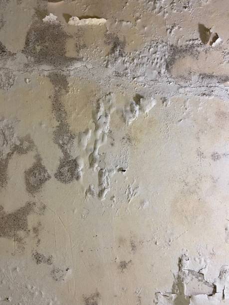 Best DIY Mold Remediation Support Services in Zeeland, MI
