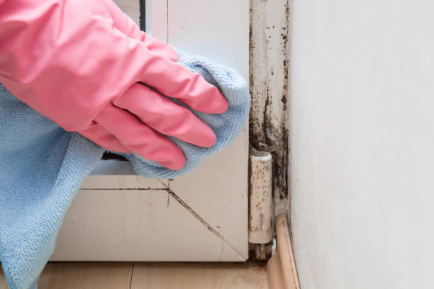 Best Insurance-Related Mold Remediation in Zeeland, MI