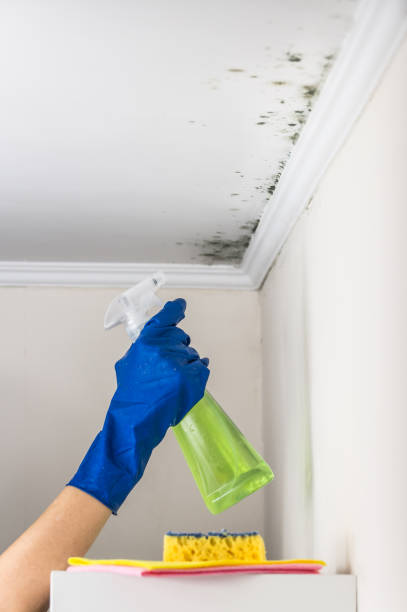 Best Insurance-Related Mold Remediation in Zeeland, MI